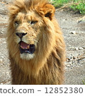 tiger, tigers, desert 12852380