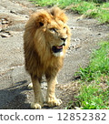tiger, tigers, desert 12852382
