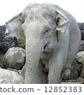 elephant, white elephant, elephants 12852383