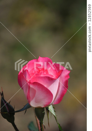 妮可開花 12852569