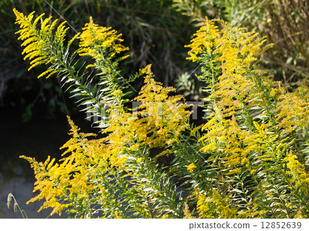 Seiitokawadassi 12852639