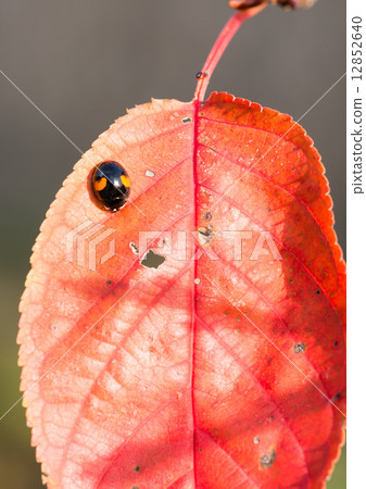 Autumn leaves and larvae 12852640