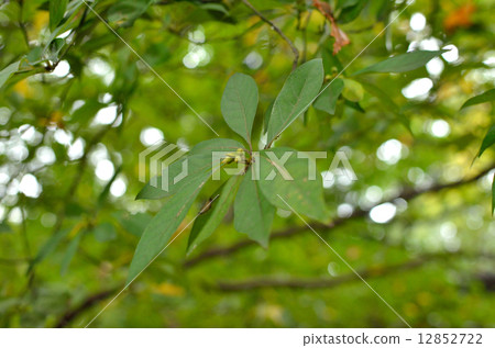 Tree · Chromophyllaceae Tree · Chromophyllaceae 12852722