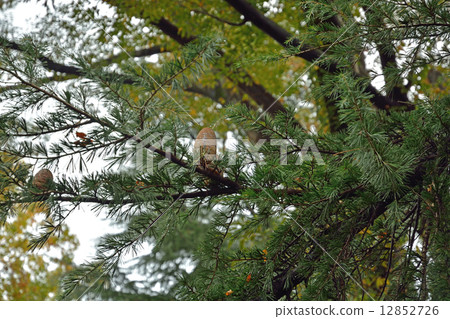 Pinaceae of trees · Himalayan cedar 12852726