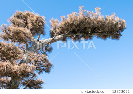 Damage caused by "pine withering" 4 12853031