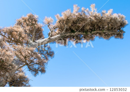 Damage caused by "pine withering" 5 12853032