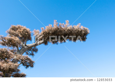 Damage to "pine wilt" 6 12853033