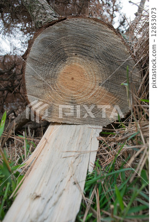 Damage of "pine wilt" 8 (trunk of blue discolored by blue stain) (No.13658956 ~ also exists) 12853073