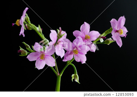 flower isolated on black 12853093