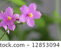 flower isolated on background 12853094