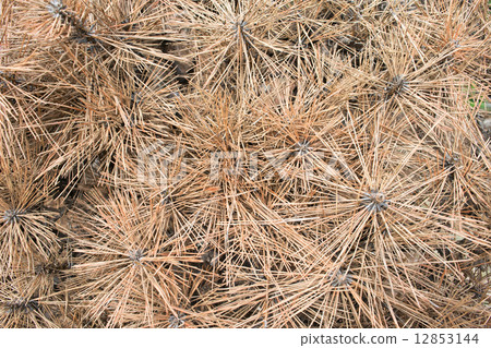 Damage caused by "pine withering" 10 (brown-changed needle) 12853144