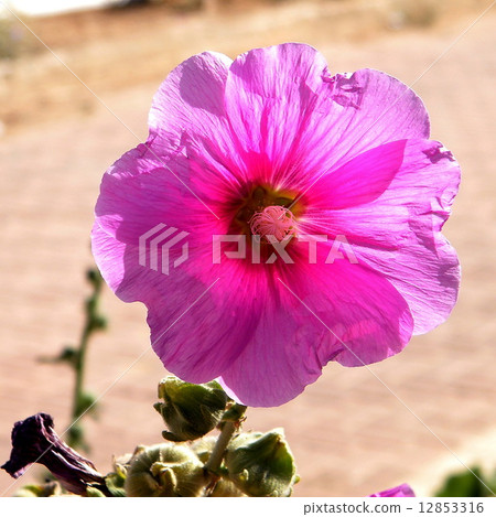 Savyon Bristly hollyhock isolated 2010 12853316