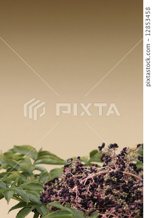 塔拉納基的水果08 12853458