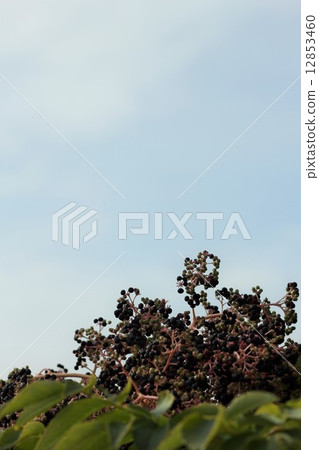 塔爾坎果06 12853460