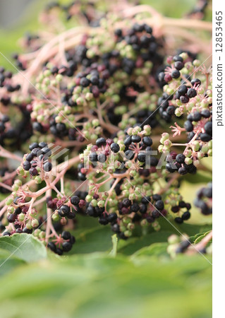 Fruit of Taranoki 01 12853465