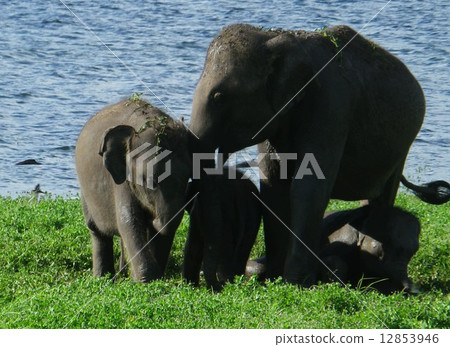 大象父母和孩子 12853946