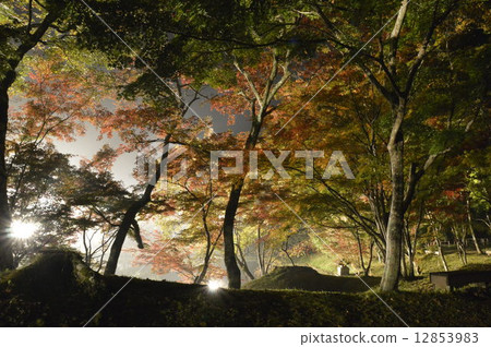 Autumn leaves 12853983