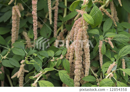 Himegateto flowers Himegateto flowers 12854358