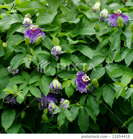Passion Flower, Passiflora x alato-caerulea Lindl. Passion Flower, Passiflora x alato-caerulea Lindl. 12854418