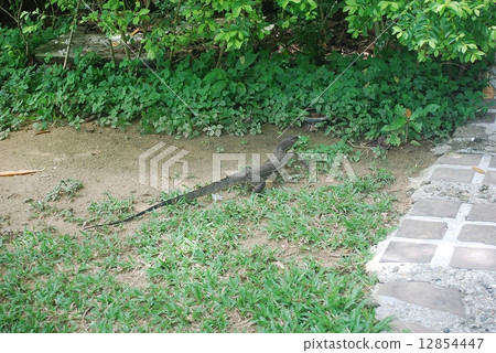 菲律賓愛妮島 12854447