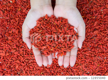 woman holding goji berries on goji berries background 12855040