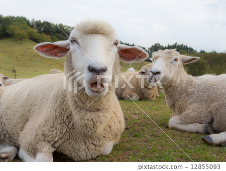 和羊群一起休息 和羊群一起休息 12855093