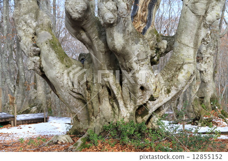 布納大樹 12855152