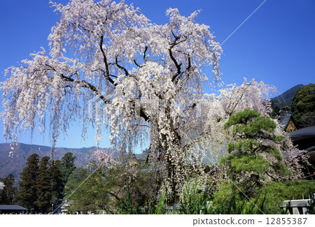 Cherry blossoms at Chofuji temple 12855387