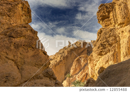 Shebika Shebika 12855488