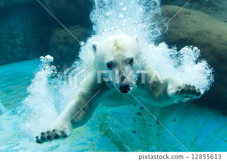 Noonhoi Park White bears jumping into the water Noonhoi Park White bears jumping into the water 12855613