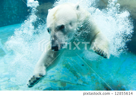Noonhoi Park White bears jumping into the water 12855614