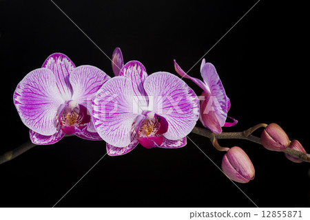 Elegant orchid Elegant orchid 12855871