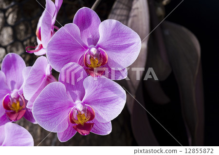Elegant orchid 12855872