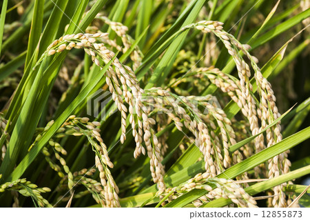 Rice ear 12855873