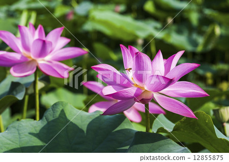 清新的荷花 12855875