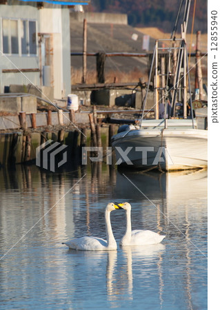 Swan 12855940