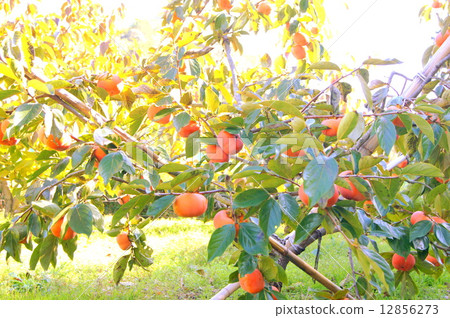 Persimmons of orchard (Jiro persimmon) 12856273