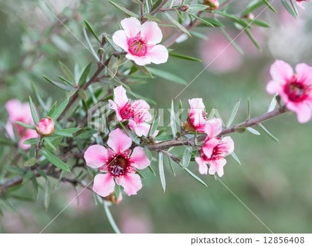 Goyalbai in autumn bloom 12856408