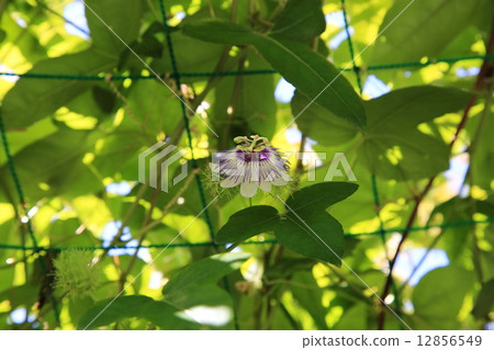 Passionate Passionate 12856549