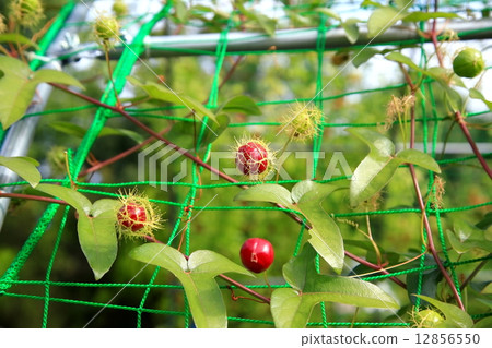 Passionate Passionate 12856550