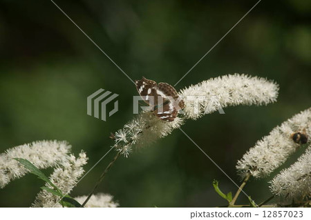 A female of the female ghost cow which breathes the honey of a salad shawma A female of the female ghost cow which breathes the honey of a salad shawma 12857023