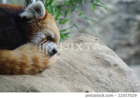 Lesser panda Lesser panda 12857029