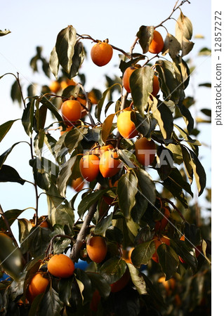 [Asago persimmon] 12857272