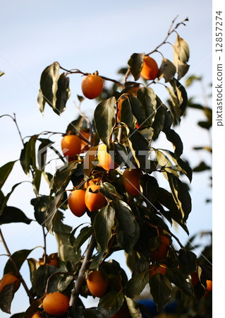 [Asago persimmon] 12857274