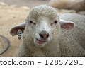 Sheep's face 12857291