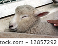 Sheep's face 12857292