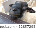 Sheep's face 12857293