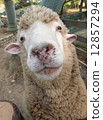 Sheep's face 12857294