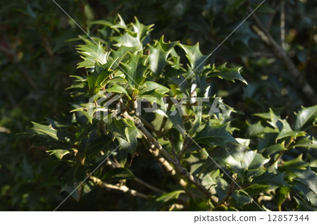 冬青 12857344