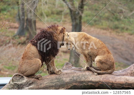Lion's couple 12857565